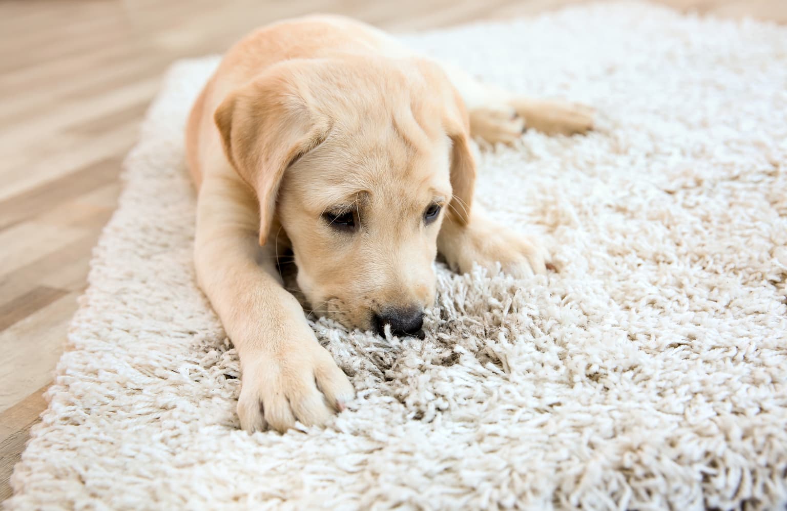 Carpet cleaning in Cayce, SC