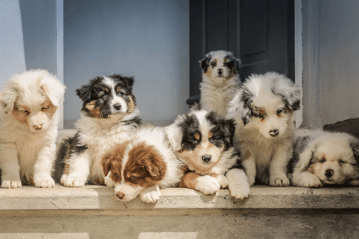 The West Columbia Pet Owner's Guide to Carpet Stain and Odor Removal