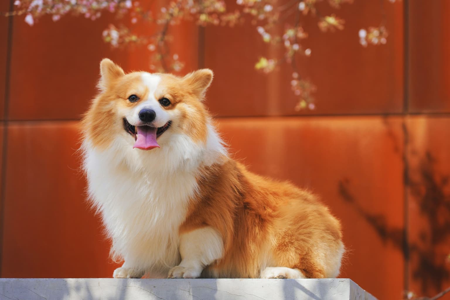 Pet Odor & Stain Removal in West Columbia SC